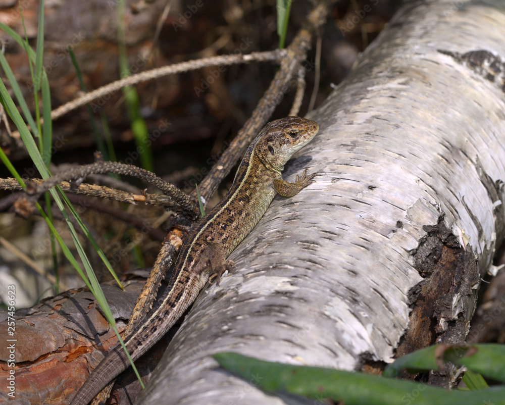 Brown gray lizard sitting on a trunk of a tree Brown gray lizard sitting on a trunk of a tree