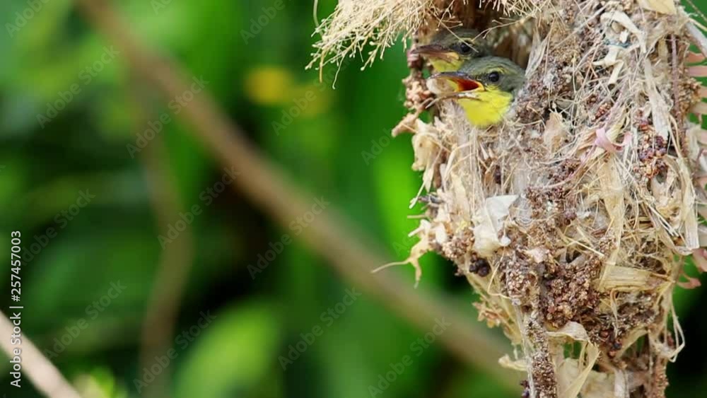 Close up of Olive-backed Sunbird family; baby bird in a bird nest hanging on tree branch waiting food from mother. Common birds in Asia, it reuse scrap for nesting materials. Selective focus. Close up of Olive-backed Sunbird family; baby bird in a bird nest hanging on tree branch waiting food from mother. Common birds in Asia, it reuse scrap for nesting materials. Selective focus.