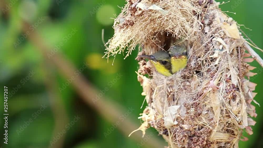 Close up of Olive-backed Sunbird family; baby bird in a bird nest hanging on tree branch waiting food from mother. Common birds in Asia, it reuse scrap for nesting materials. Selective focus. Close up of Olive-backed Sunbird family; baby bird in a bird nest hanging on tree branch waiting food from mother. Common birds in Asia, it reuse scrap for nesting materials. Selective focus.