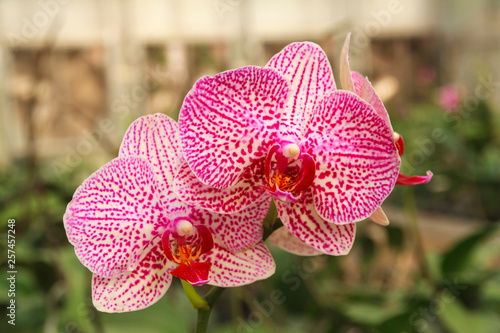 Pink orchid, Vanda denisoniana flower photo