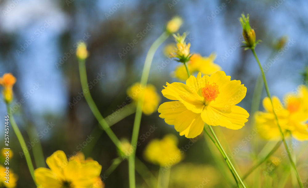 Yellow flowers bouquet on the blurred garden background Yellow flowers bouquet on the blurred garden background
