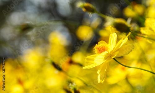 Yellow flowers bouquet on the blurred garden background