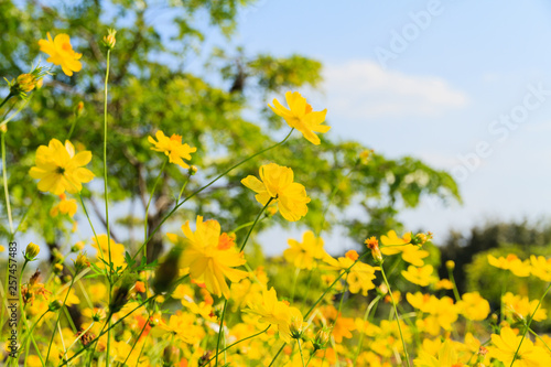 Yellow flowers bouquet on the blurred garden background © Freely