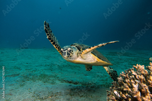 Hawksbill sea turtle in the Red Sea, dahab, blue lagoon sinai © yeshaya