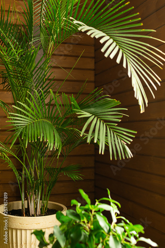 A large green tropical palm tree plant in a pot in the conservatory conservatory. Flowers in the interior.