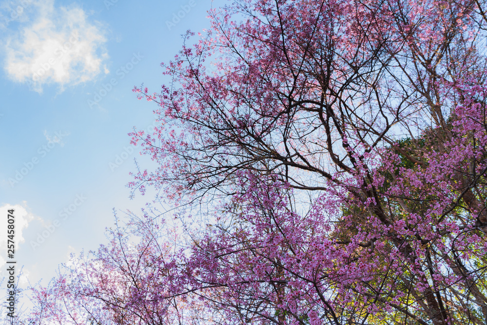 Prunus cerasoides, Wild himalayan cherry flowers with blue sky background.Thai sakura flowers. Prunus cerasoides, Wild himalayan cherry flowers with blue sky background.Thai sakura flowers.