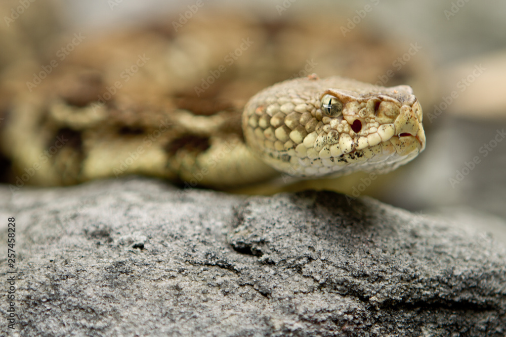 Rattlesnake pit viper bang poisonous dangerous harmful look out stay away beer run scales eyes Rattlesnake pit viper bang poisonous dangerous harmful look out stay away beer run scales eyes