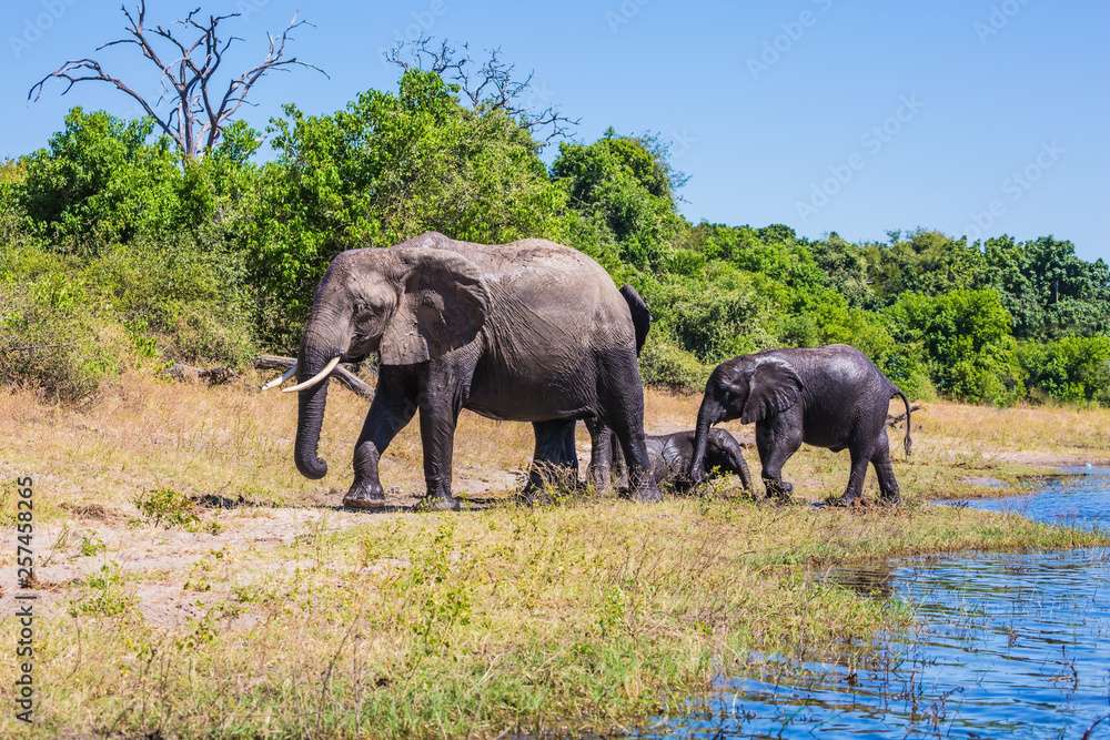 Herd of elephants adults and cubs crossing river in shallow water