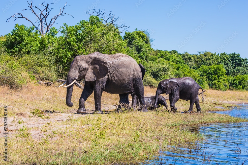 Fototapeta premium Herd of elephants adults and cubs crossing river in shallow water