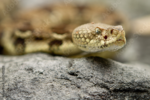 Rattlesnake pit viper bang poisonous dangerous harmful look out stay away beer run scales eyes