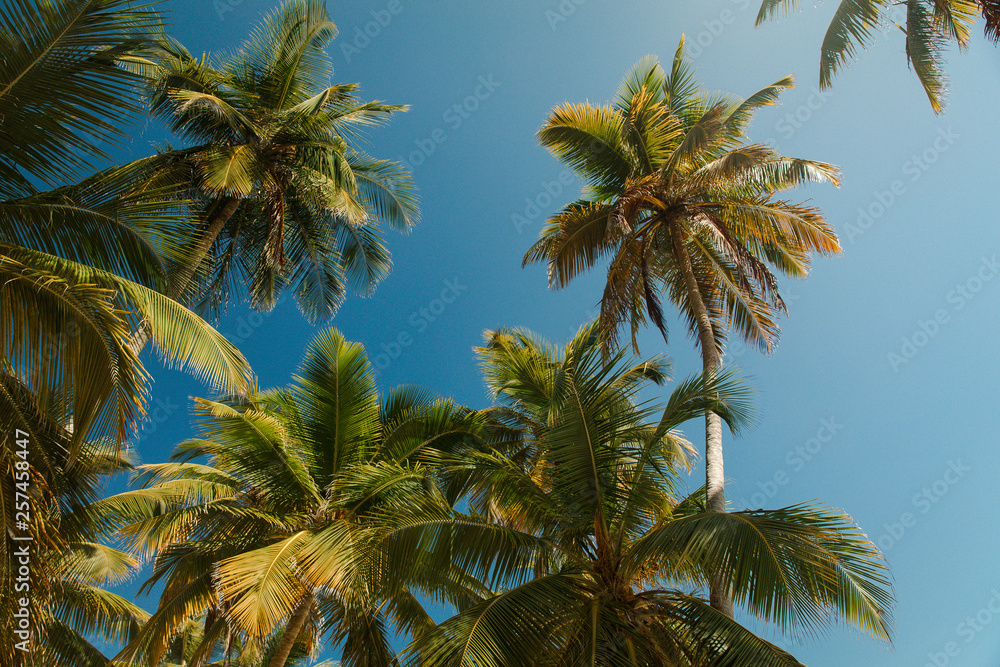 Dominicana palm trees and blue sky at Fronton beach Dominicana palm trees and blue sky at Fronton beach