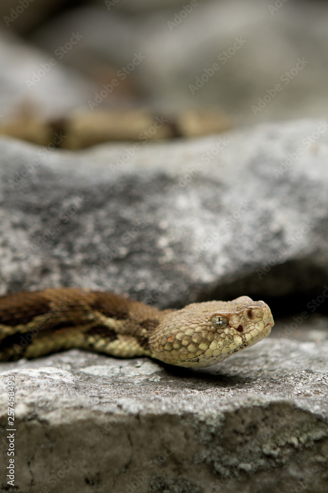 Obraz premium Rattlesnake pit viper bang poisonous dangerous harmful look out stay away beer run scales eyes