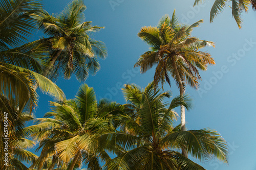 Dominicana palm trees and blue sky at Fronton beach