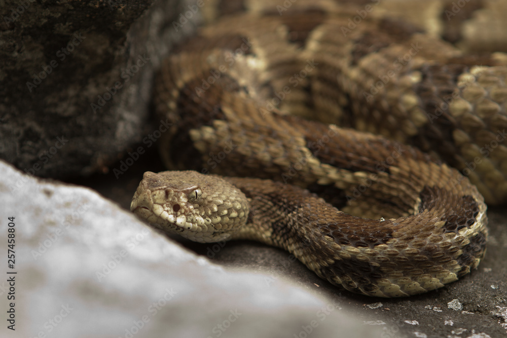 Rattlesnake pit viper bang poisonous dangerous harmful look out stay away beer run scales eyes Rattlesnake pit viper bang poisonous dangerous harmful look out stay away beer run scales eyes