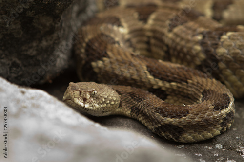 Rattlesnake pit viper bang poisonous dangerous harmful look out stay away beer run scales eyes