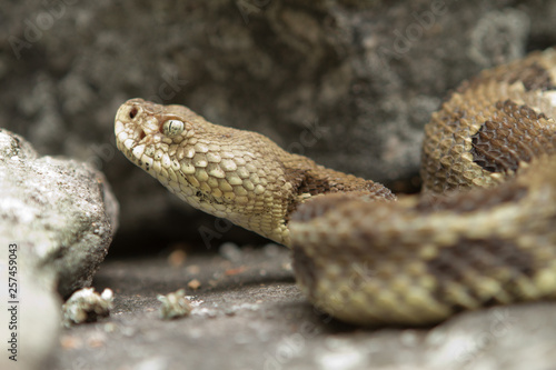 Rattlesnake pit viper bang poisonous dangerous harmful look out stay away beer run scales eyes
