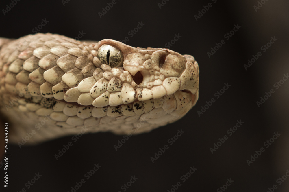 Rattlesnake pit viper bang poisonous dangerous harmful look out stay