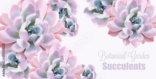 Watercolor succulent plant Vector card. Votanical painted vintage gardening background. floral texture backgrounds