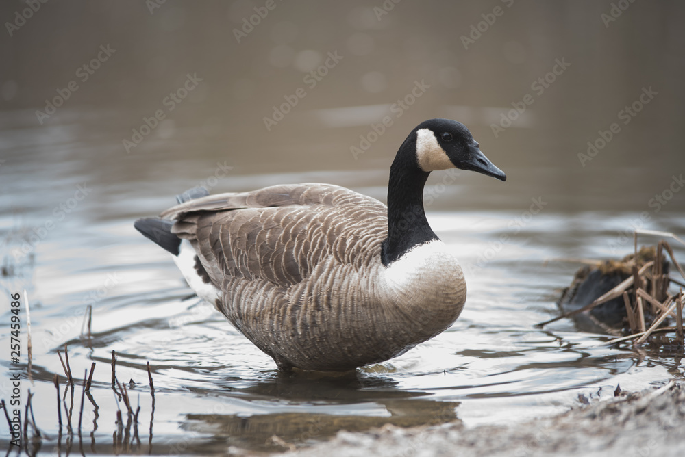 Goose in the water Goose in the water