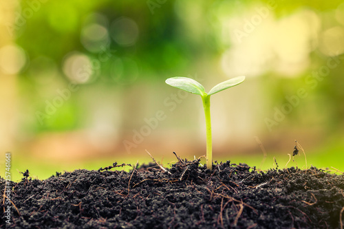 Agriculture farm with Plant seed growing concept photo