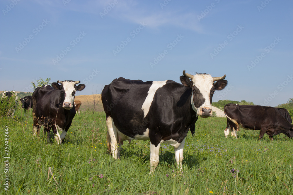 The herd of cows is looking directly,Funny cows are looking at pastures in the summer