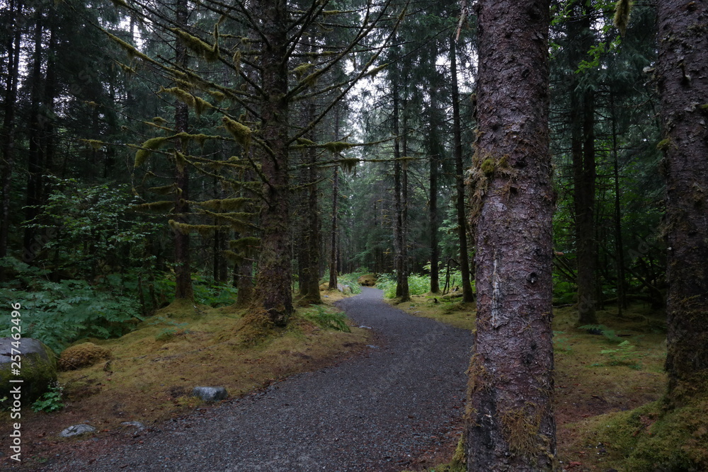 Obraz premium Nature Path in Alaska Rainforest