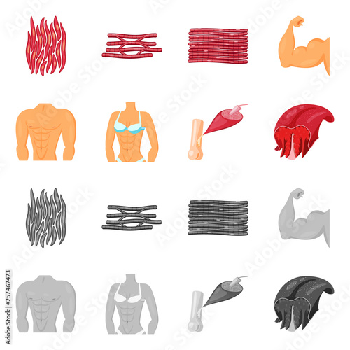 Vector design of fiber and muscular sign. Set of fiber and body  stock symbol for web.