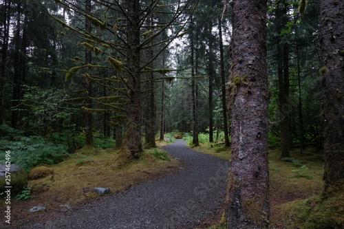 Nature Path in Alaska Rainforest