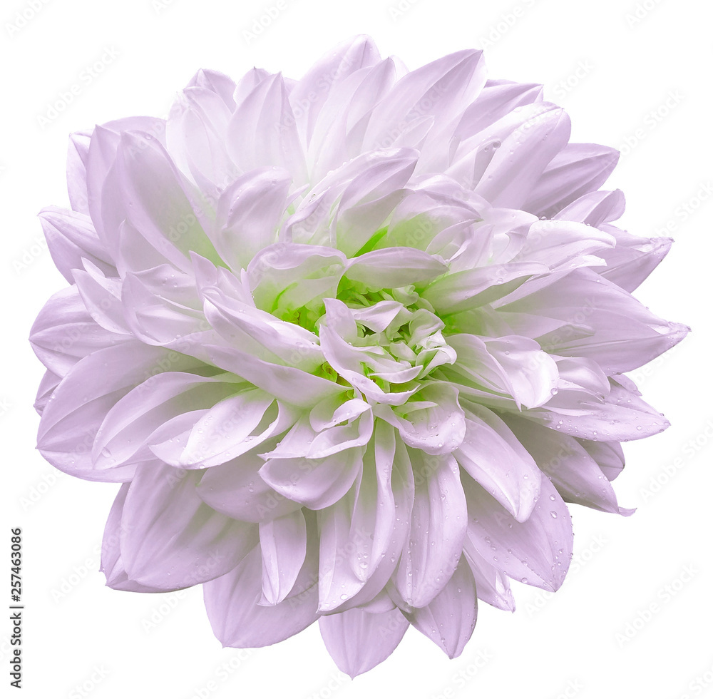 white-pink flower dahlia on white isolated background with clipping path. Closeup. For design. Nature. white-pink flower dahlia on white isolated background with clipping path. Closeup. For design. Nature.