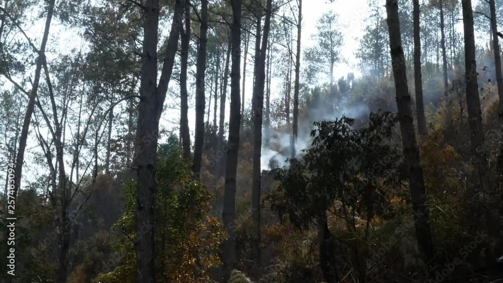 Ash covered forest after fire. Smoke rising from ground after forest fire, Haze in the atmosphere. Wildfire in Hot summer weather at Chiang Mai, Thailand. Focus Slow motion. Ash covered forest after fire. Smoke rising from ground after forest fire, Haze in the atmosphere. Wildfire in Hot summer weather at Chiang Mai, Thailand. Focus Slow motion.