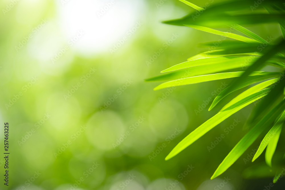 Closeup view of natural green leaf color under sunlight. Use in the background, or wallpaper. Nature concept. Closeup view of natural green leaf color under sunlight. Use in the background, or wallpaper. Nature concept.
