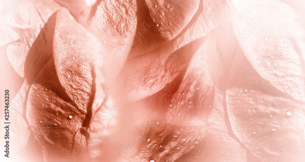Fototapeta premium Floral white-red background. Rose flower petals close-up after the rain. Water droplets on the petals. Nature