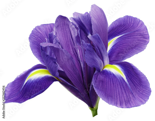 purple iris flower, white isolated background with clipping path.   Closeup.  no shadows.   For design.  Nature.