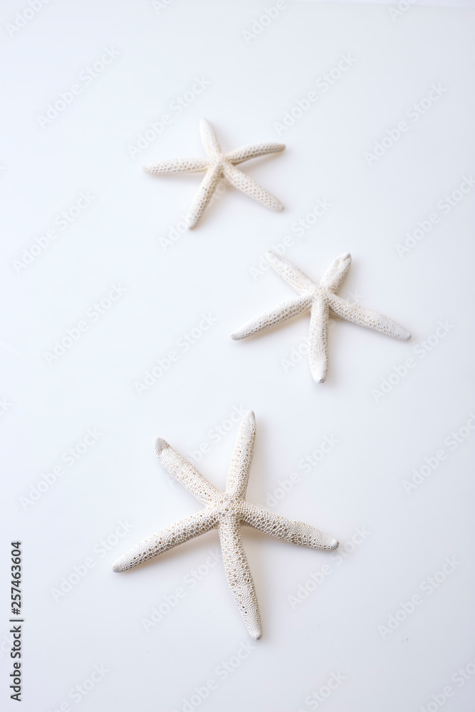 White starfish on white background White starfish on white background
