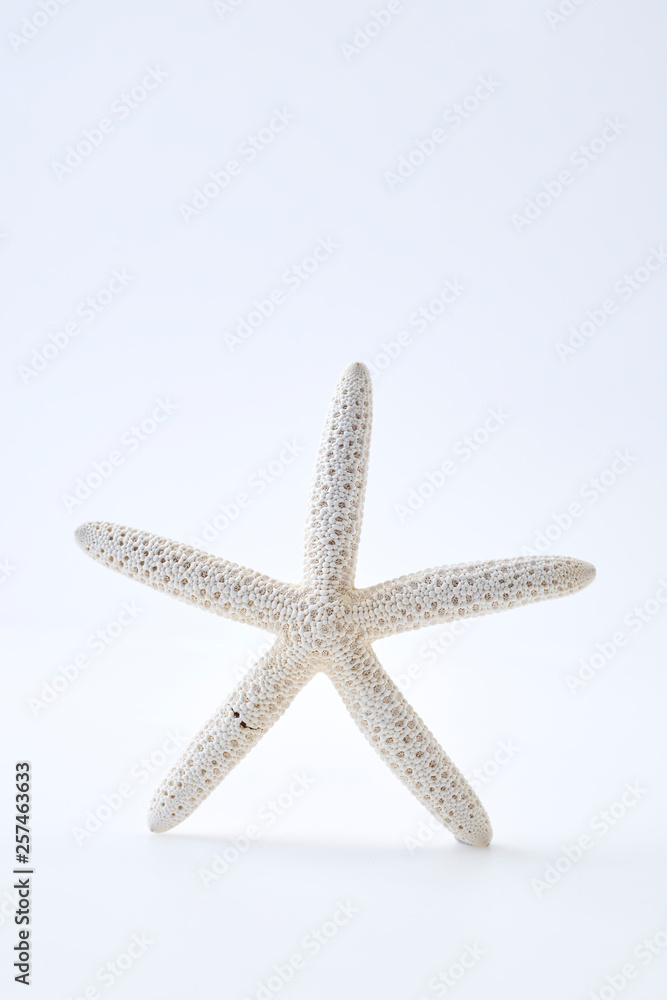 White starfish on white background White starfish on white background