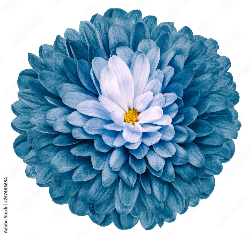 turquoise flower  chrysanthemum on white isolated background with clipping path  no shadows. Closeup.  Nature.