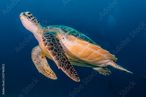 Hawksbill sea turtle in the Red Sea, dahab, blue lagoon sinai photo