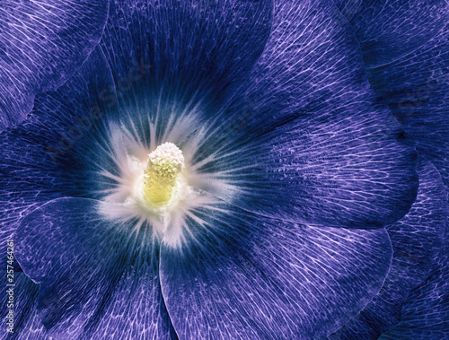 Fototapeta Naklejka Na Ścianę i Meble -  mallow blue flower  closeup. Floral red beautiful background. Flower composition. Nature.