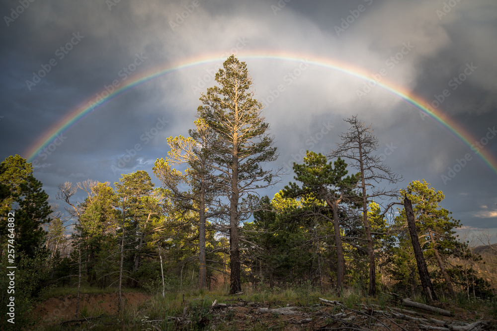 custom made wallpaper toronto digitalrainbow over the forest