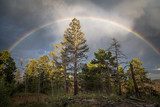 rainbow over the forest