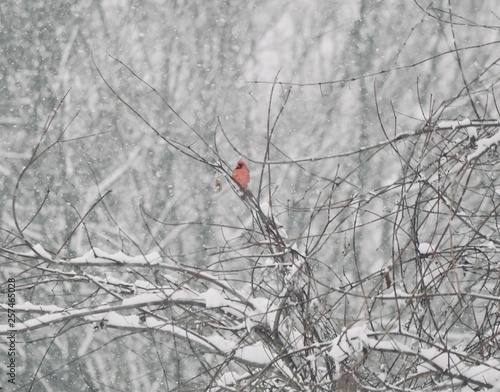 Cardinal in the Snow