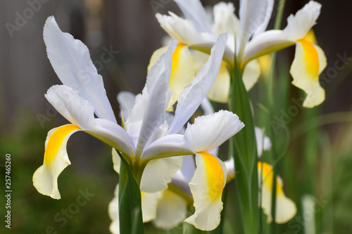 Fototapeta Naklejka Na Ścianę i Meble -  Beautiful Yellow and White Dutch Irises in bloom.
