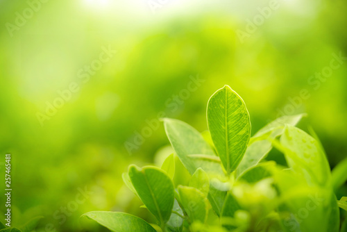 Closeup view of natural green leaf color under sunlight. Use in the background, or wallpaper. Nature concept.