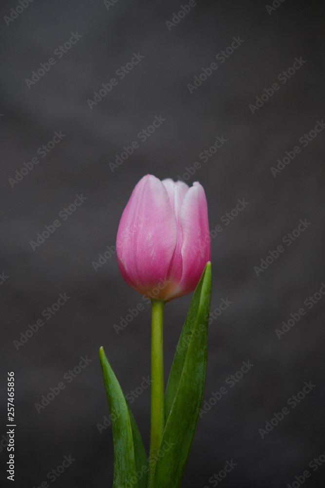Fototapeta premium Tulip flower on black background