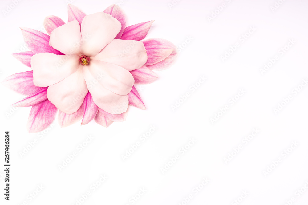 Obraz premium Close up card design rosa Mangolie isoliert softer Hintergrund frühling vintage Hochzeit - Version 2