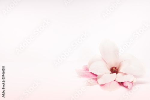 Close up card design rosa Mangolie isoliert softer Hintergrund frühling vintage Hochzeit - Version 3