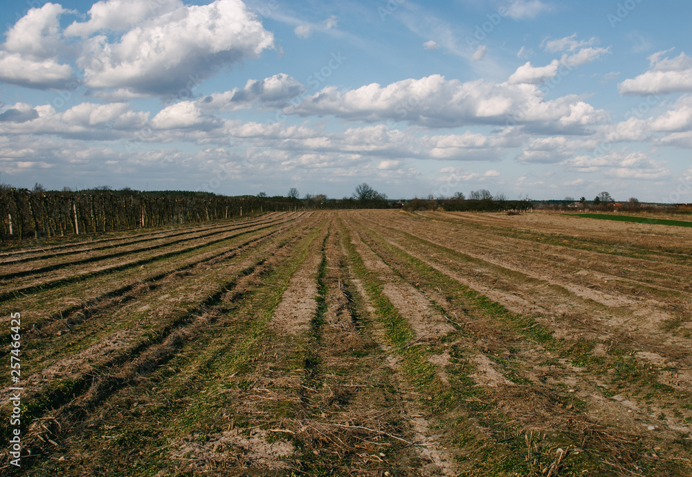 Field in spring with blue sky and white clouds.