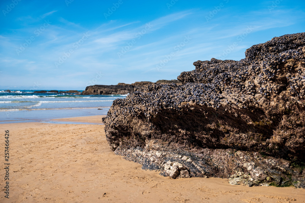 Mussels on rocks, Godrevy beach, Cornwall