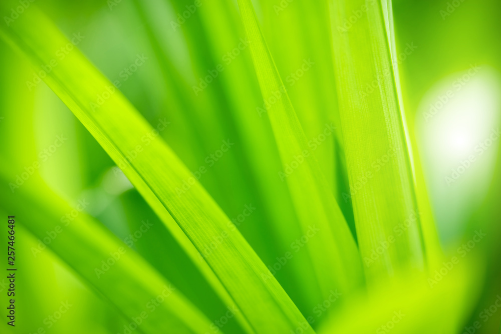 Closeup view of natural green leaf color under sunlight. Use in the background, or wallpaper. Nature concept. Closeup view of natural green leaf color under sunlight. Use in the background, or wallpaper. Nature concept.