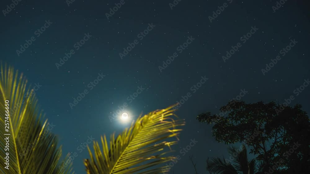 Moon and stars in the night sky against the backdrop of palm leaves and trees. 4k time lapse Moon and stars in the night sky against the backdrop of palm leaves and trees. 4k time lapse